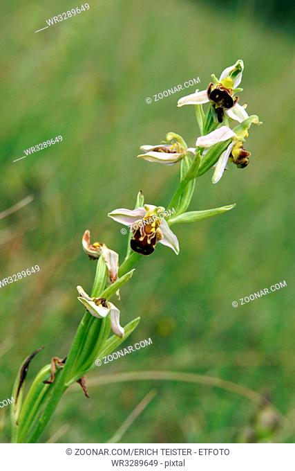 Bienen-Ragwurz (Ophrys apifera) auf Kalkmagerrasen