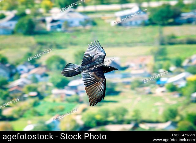 The Raven flies over their possessions, feeding territory in the wilderness, fields and towns. Northern Black sea coast