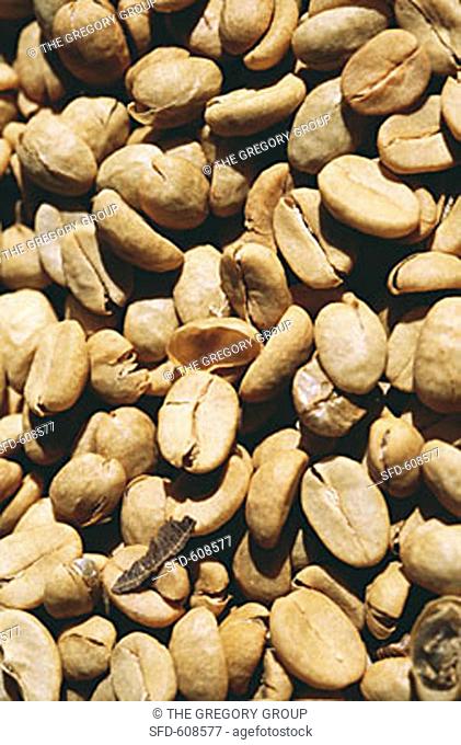 Coffee Beans with Shells