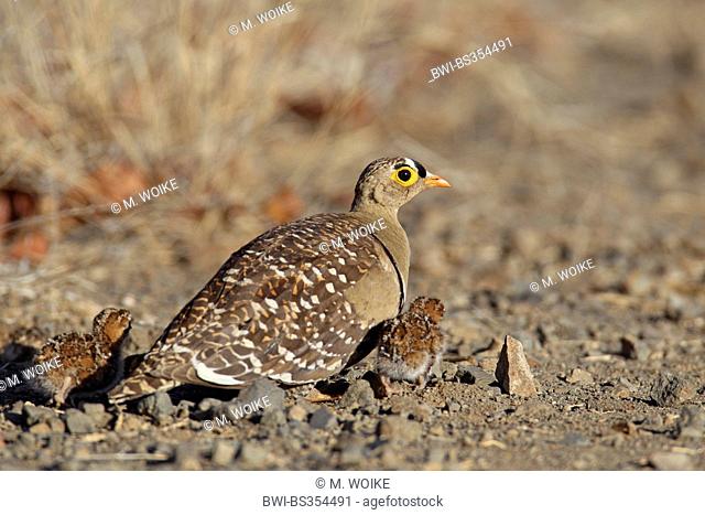 Namaqua sandgrouse (Pterocles namaqua), male sitting on the ground with two hatchlings, South Africa, Augrabies Falls National Park