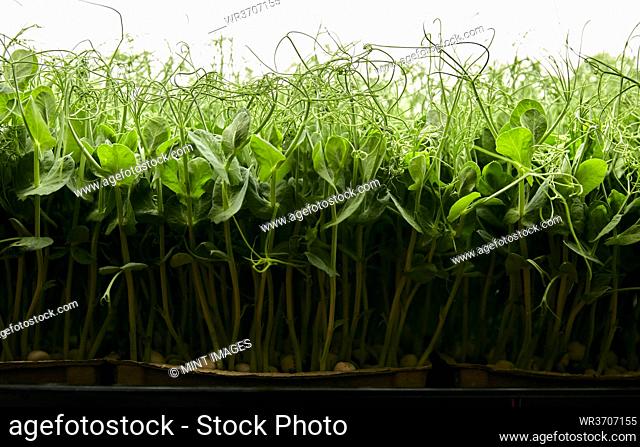 Side view of tightly packed pea seedlings growing in urban farm