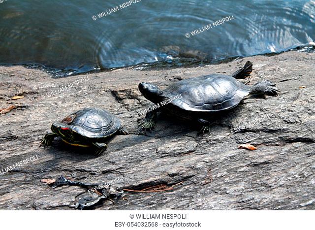 The turtles resting on a rock in the pond