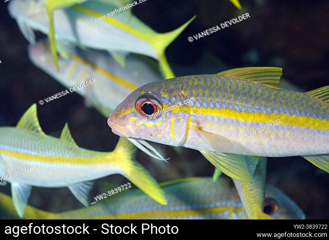 Yello goatfishes in the Caribbean sea around Bonaire. Mulloidichthys martinicus