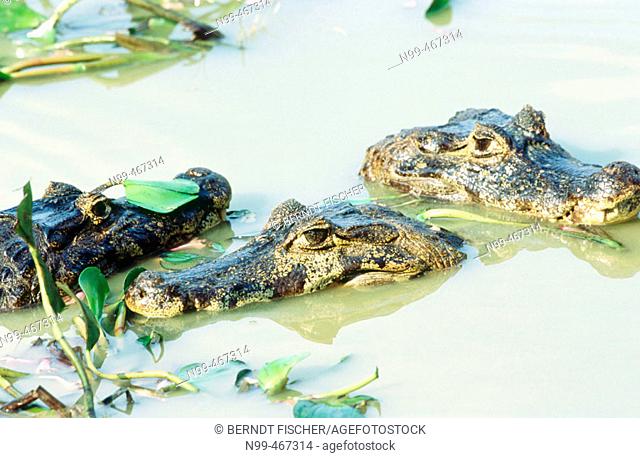 Group of caimans (Caiman crocodilus) lying in the water of a small pond. Water hyacinths. Pantanal near Poconé. Mato Grosso. Brazil