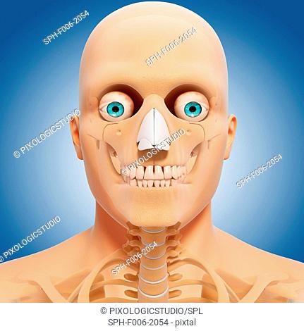 Head anatomy, computer artwork