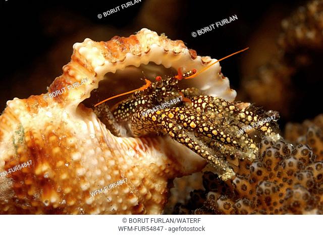 Hermit Crab, Diogenidae, Malpelo Island, Pacific Ocean, Colombia
