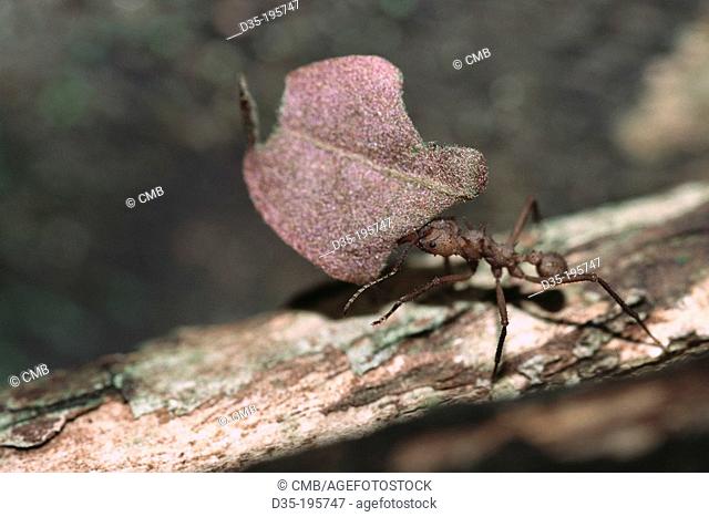 Leaf-cutting Ant. Manuel Antonio National Park. Costa Rica