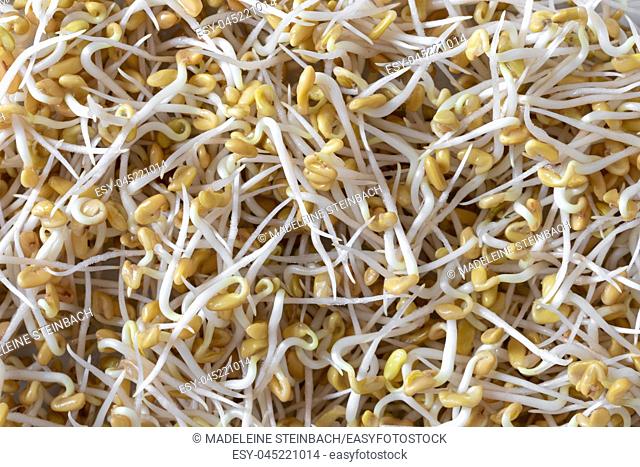 Closeup of sprouted fenugreek seeds