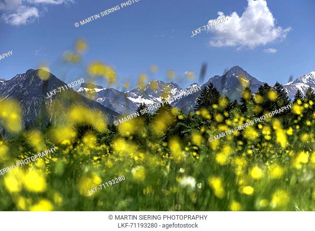Germany, Bavaria, Alps, Oberallgaeu, Oberstdorf, Summer landscape, Summer holidays, Flower meadow, Flowers, Biodiversity, Hiking, Mountains