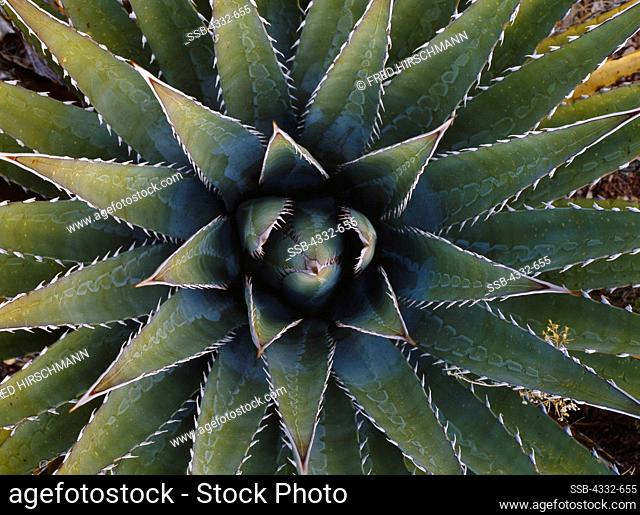 Basal rosette of Kaibab century-plant, Agave kaibabensis, Horseshoe Mesa, Grand Canyon National Park, Arizona