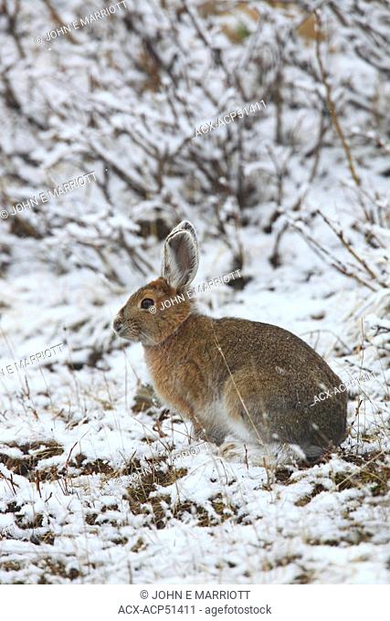 The snowshoe hare Lepus americanus, also called the varying hare, or snowshoe rabbit, is a species of hare found in North America
