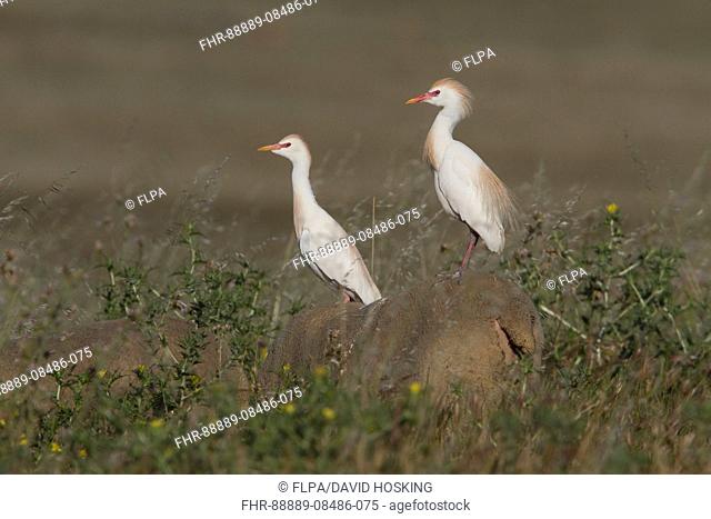 Cattle Egrets in courtship colours/ plumage standing on a sheep