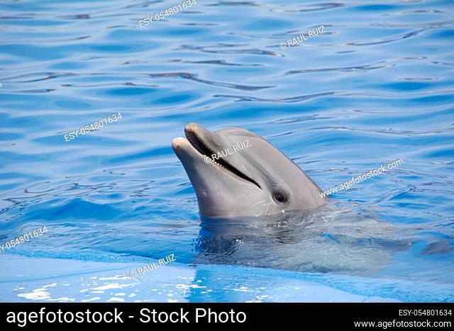 Friendly dolphin smiling at the world, wonderful world