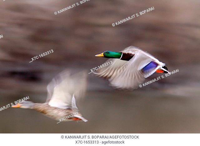 A pair of mallard ducks take flight at twilight in Coyote Hills Regional Park in the east bay of the San Francisco Bay Area