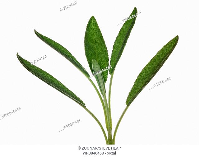 Sage leaves on herb plant in macro