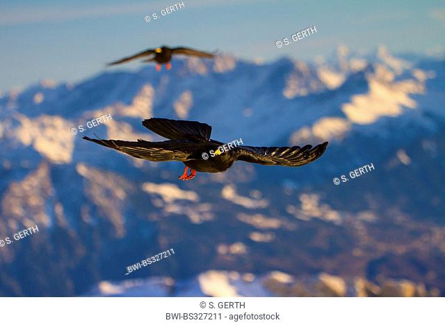 alpine chough (Pyrrhocorax graculus), two adults in flight in the Alps, Switzerland, Alpstein, Saentis