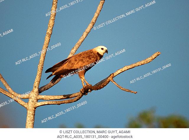 Black-collared Hawk perched, Black-collared Hawk, Busarellus nigricollis