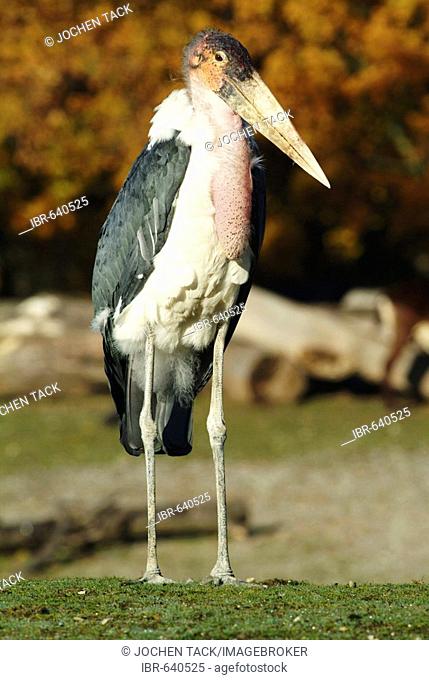 Marabou Stork (Leptoptilos crumeniferus), ZOOM Erlebniswelt Zoo, Gelsenkirchen, North Rhine-Westphalia, Germany, Europe