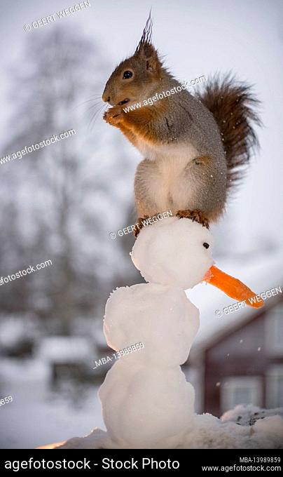 red squirrel on head of a snowman
