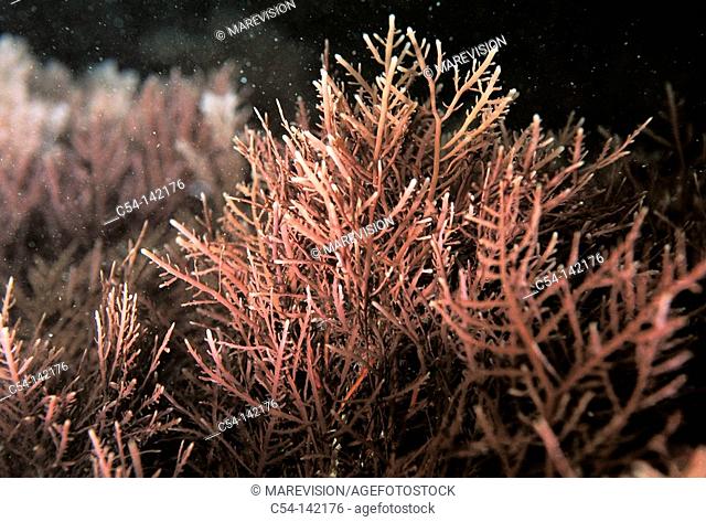 Red alga (Pterocladia capillacea). Galicia, Spain