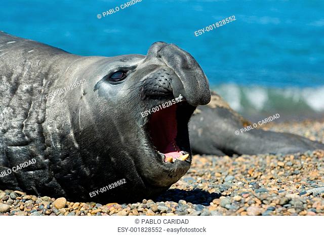 Elephant seal in Peninsula Valdes, Patagonia