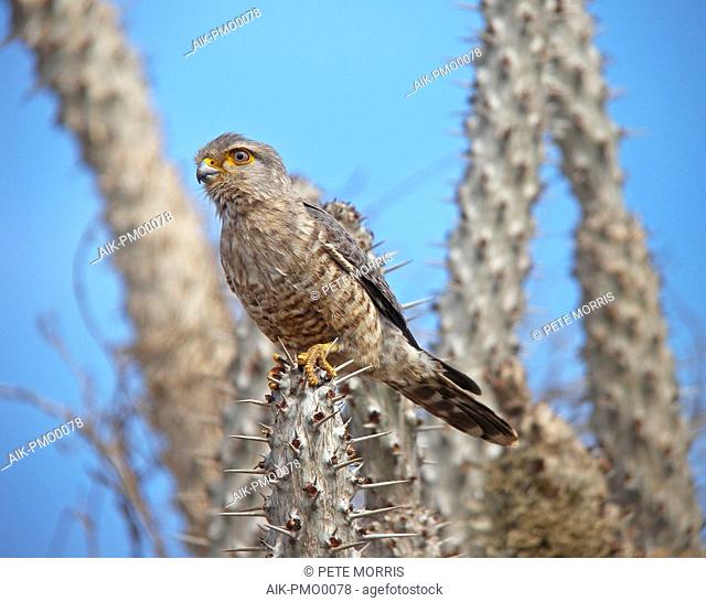 Endemic banded kestrel (Falco zoniventris) perched on spiny forest in Madagascar
