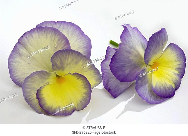 Horned violet Viola cornuta 'Etain', flower heads
