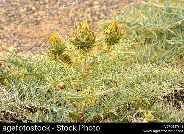 Wild cardoon (Cynara cardunculus) is an herbaceous perennial plant. This photo was taken in Lanzarote Island, Canary Islands, Spain