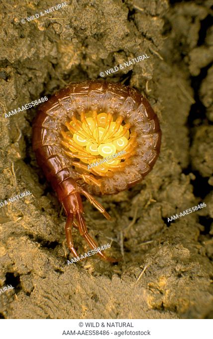 Stone Centipede with Eggs (Lithobius forficatus)