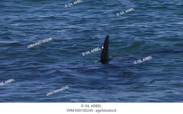 Orca Orcinus orca dorsal fin at surface. Punta Norte, Valdez Peninsula, Patagonia, Argentina