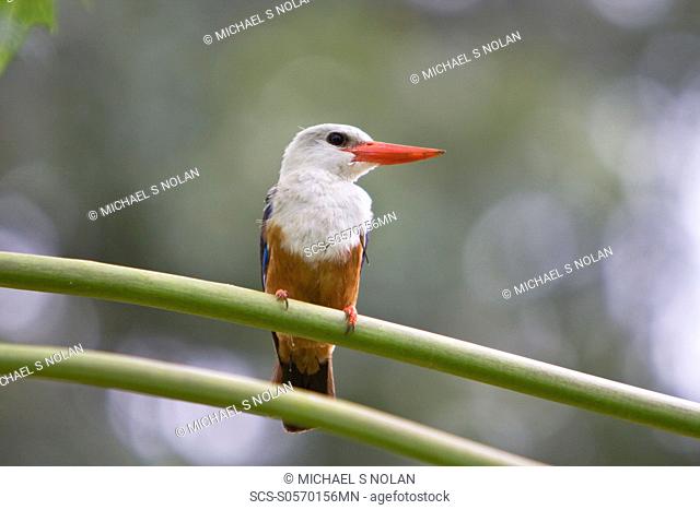 An adult Grey-headed Kingfisher Halcyon leucocephala on Fogo in Cape Verde roughly 450 kilometers 300 miles off the coast of Africa in the north Atlantic Ocean...