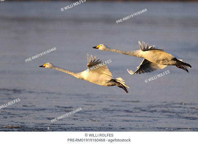 Two whooper swans in flight over frozen lake, Cygnus cygnus, Goldenstedter Moor, Lower Saxony, Germany, Europe