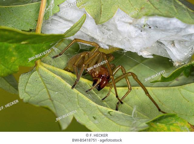 European sac spider (Cheiracanthium punctorium), at its cocoon, Germany