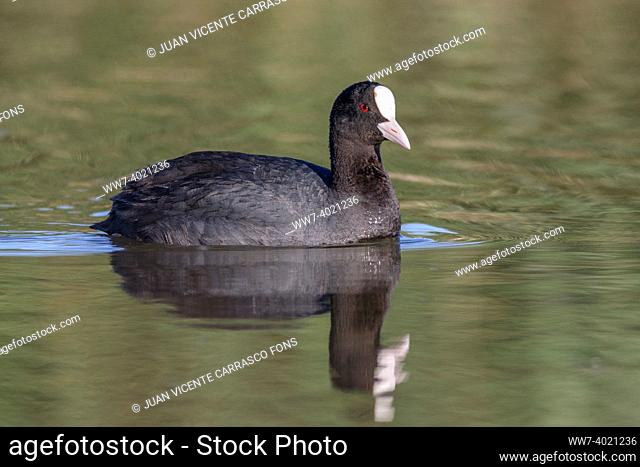 Eurasian coot, Fulica atra, with reflection, Andalusia, Spain