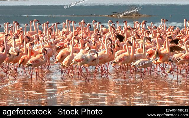close up of lesser flamingos marching together on the shore of lake bogoria in kenya