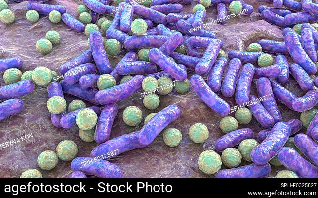 Illustration of rod-shaped and spherical (cocci) bacteria. Rod-shaped bacteria include Escherichia coli, Salmonella, Shigella, Legionella, Mycobacterium