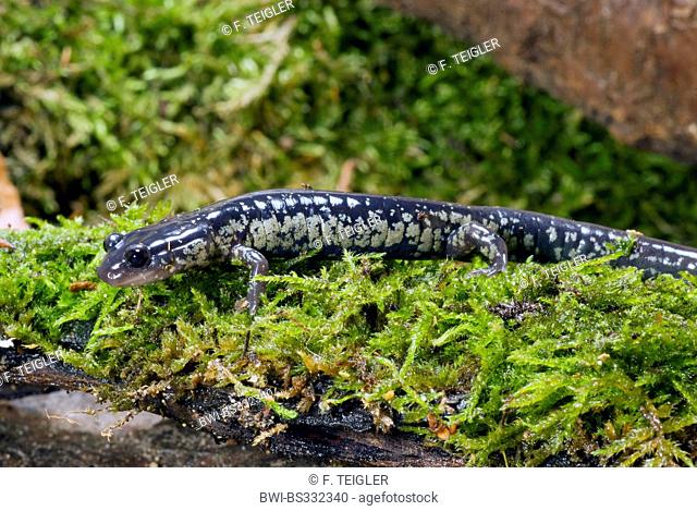 slimy salamander, northern slimy salamander (Plethodon glutinosus), on moss