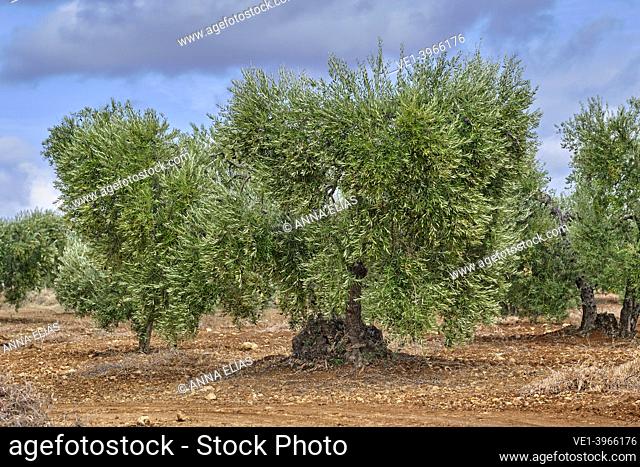 centenary olive tree illuminated with many olives in olive grove, Cabra, Cordoba, Andalucia, Spain
