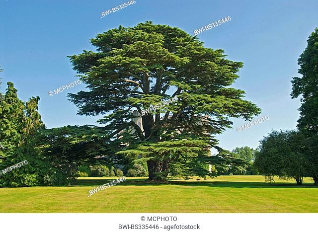 African cedar (Cedrus atlantica), single tree in a park, Republik Irland