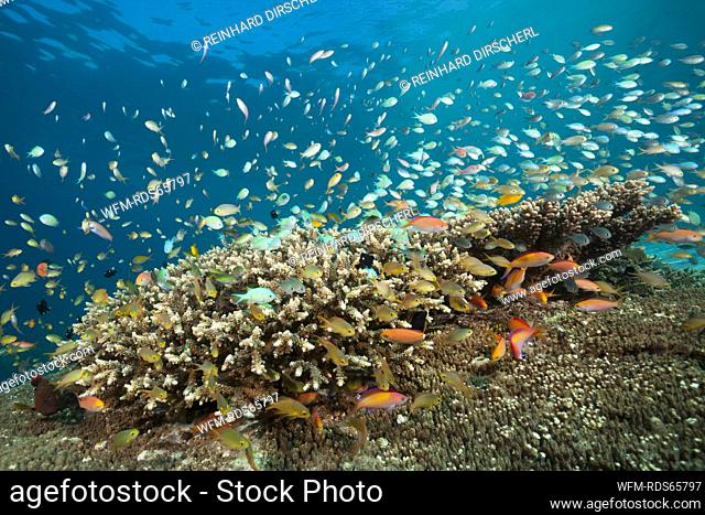 Anthias and Cromis in Coral Reef, Pseudanthias huchtii, Pseudanthias dispar, Ambon, Moluccas, Indonesia
