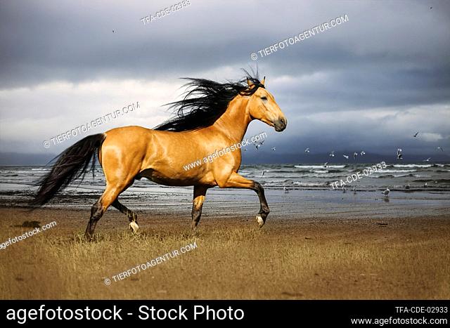 Andalusian Horse at the beach