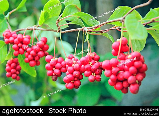 Schisandra growing on branch in row. Clusters of ripe schizandra. Crop of useful plant. Red schizandra hang in row on green branch