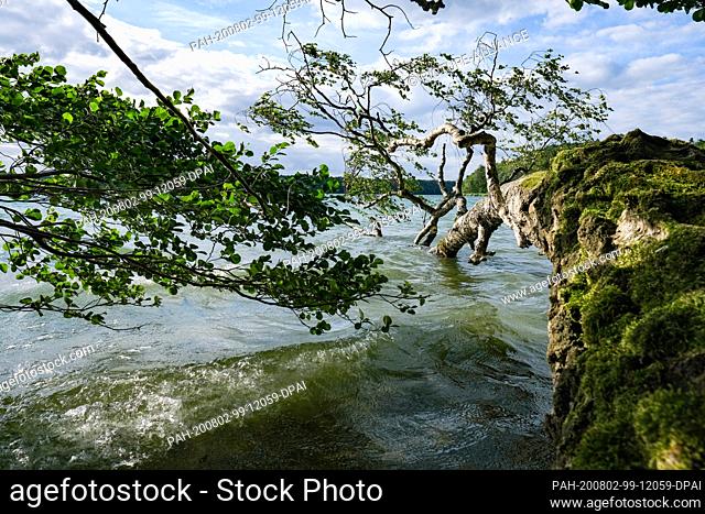29 July 2020, Brandenburg, Neuglobsow: A moss-covered tree trunk juts into the water of the Großer Stechlinsees in the late afternoon