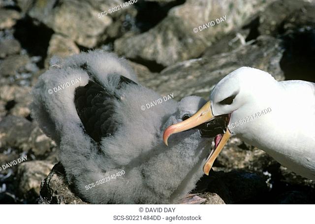 Fledging black-browed albatross chick being fed Diomedea melanophris West Point Island, Falkland Islands