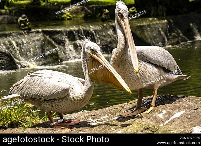 Pelicans in a zoo in Malaysia, Asia