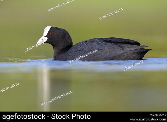 Eurasian Coot (Fulica atra), side view of an adult swimming Campania, Italy