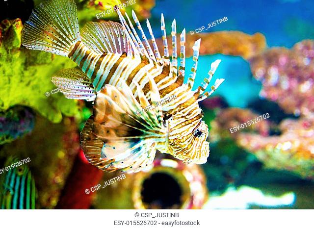 Color lionfish swims behind sea background