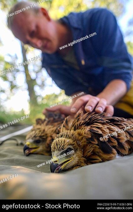15 June 2022, Saxony-Anhalt, Kroppenstedt: Martin Kolbe, biologist and manager at the Heineanum Red Kite Center, examines a 30-day-old red kite in a thicket at...