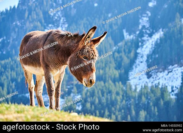 Hausel (Equus asinus asinus), mountains, Aurach Game Park, Kitzbühl, Austria, Europe