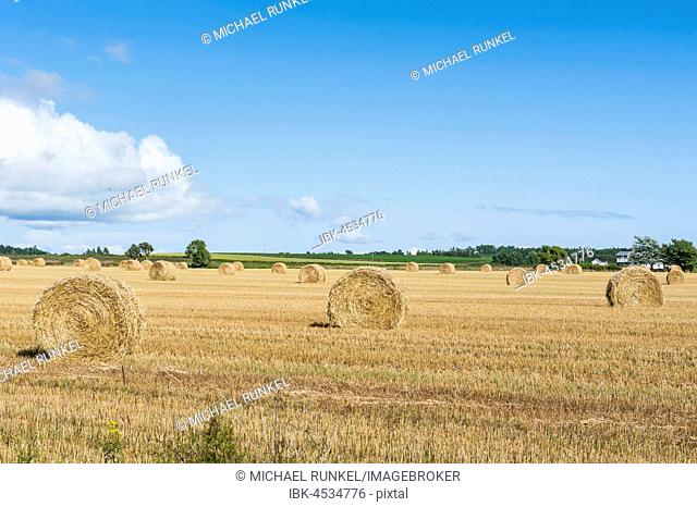 Harvested wheat field with bales of straw, Prince Edward island, Canada
